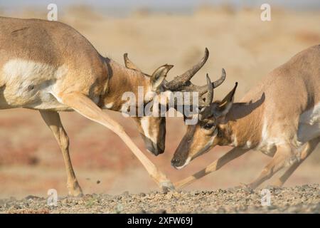 Peninsular Pronghorn Antilope (Antilocapra americana peninsularis) Böcke kämpfen um Dominanz. Gefangener bei Peninsular Pronghorn Recovery Project, Vizcaino Biosphere Reserve, Baja California Peninsula, Mexiko, Mai Stockfoto