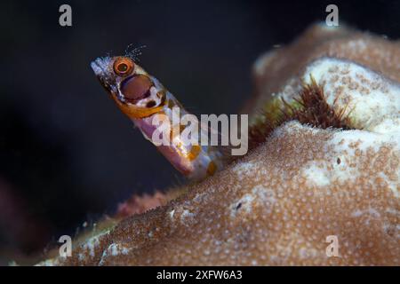 Browncheek Blenny (Acanthemblemaria crockeri), Schutzgebiet der Insel Angel de la Guarda, Golf von Kalifornien (Meer von Cortez), Mexiko, Juli Stockfoto