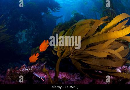 Garibaldi (Hypsypops rubicundus) und Riesenkelpffisch (Heterostichus rostratus) zwischen Südmeerpalmen (Eisenia arborea), San Benitos Inseln, Baja California Pacific Islands Biosphere Reserve, Baja California, Mexiko, Mai Stockfoto