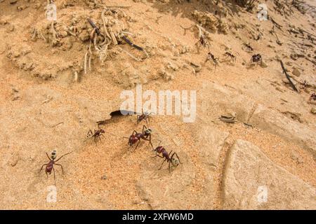 Namib Wüstenameise (Camponotus detritus), Soldaten und Arbeiter, die ihre Kolonie, Swakopmund, Dorob Nationalpark, Swakopmund, Namibia, bewachen. Stockfoto