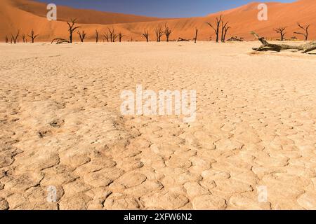 Deadvlei mit toten Kameldornbäumen (Vachellia erioloba) Namib-Naukluft-Nationalpark, Namib-Wüste, Namibia Stockfoto