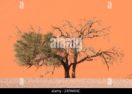 Kameldornbaum (Acacia erioloba) halb tot und in der Nähe der Düne, Sossusvlei Gebiet, Namib-Naukluft Nationalpark, Namib Wüste, Namibia Stockfoto