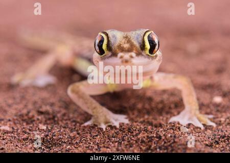 Namib-Sandgecko (Pachydactylus rangei) Porträt, Dorob-Nationalpark, Swakopmund, Namibia Stockfoto