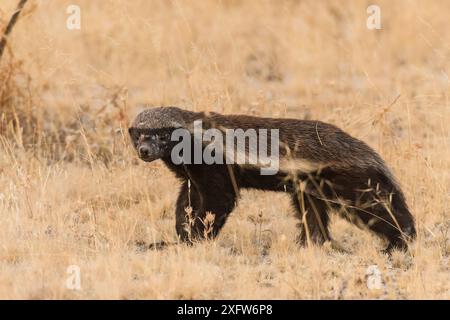 Honigdachs (Mellivora capensis) direkt vor dem Halali Rest Camp, Etosha, Namibia. Stockfoto