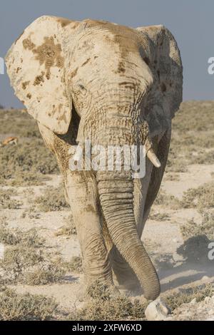 Afrikanischer Elefant (Loxodonta africana) staubt in der trockenen Savanne im Etosha-Nationalpark, Namibia Stockfoto