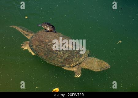 Malte Schildkröte (Chrysemys picta) isst Algen vom Panzer einer Schnappschildkröte (Chelydra serpentina) Maryland, USA, August. Stockfoto