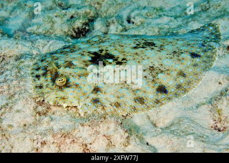 Pfauenflunder (Bothus lunatus), getarnt auf Sandboden Bonaire, Leeward Antilles, Karibik. Stockfoto