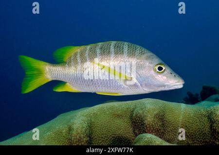 Schulmeister Schnapper (Lutjanus apodus) am Korallenriff Bonaire, Leeward Antilles, Karibik. Stockfoto