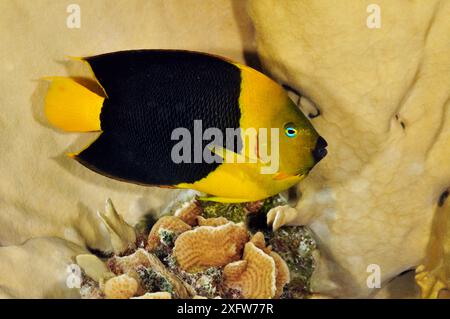 Fels Schönheitsfische (Holacanthus tricolor), die sich vor Blade Fire Coral (Millepora complanata) Bonaire, Leeward Antilles, Karibik schützen. Stockfoto