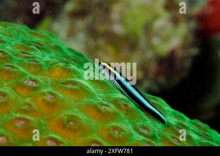 Sharknose Goby (Elacatinus evelynae) auf Sternkorallen Bonaire, Leeward Antilles, Karibik. Stockfoto