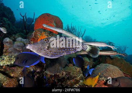 Kritzelfische (Aluterus scriptus) im Schatten von Trompetenfischen (Aulostomus maculatus). Blue Tang (Acanthurus coeruleus) auch in diesem Mischfischfutterverein. Bonaire, Leeward Antilles, Karibik. Stockfoto