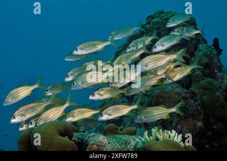 Kleinfleischgrunze (Haemulon chrysargyreum) Bonaire, Leeward Antilles, Karibik. Stockfoto