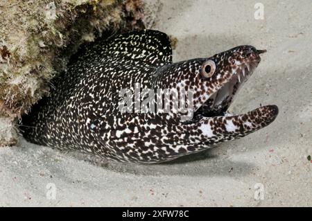 Gefleckte Muräne (Gymnothorax moringa) Bonaire, Leeward Antilles, Karibik. Stockfoto