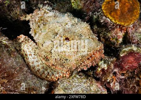 Gefleckte Skorpionfische (Scorpaena plumieri), getarnt auf Korallenriff Bonaire, Leeward Antillen, Karibik. Stockfoto