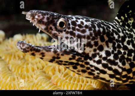 Gefleckte Muräne (Gymnothorax moringa) Bonaire, Leeward Antilles, Karibik. Stockfoto