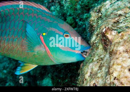 Papageienfische (Sparisoma viride), männliche, beißende Korallenfelsen (Fütterung von verkrusteten Algen) Bonaire, Leeward Antilles, Karibik. Stockfoto