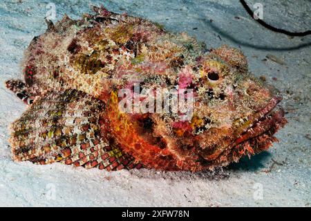 Gefleckte Skorpionfische (Scorpaena plumieri) Bonaire, Leeward Antilles, Karibik. Stockfoto