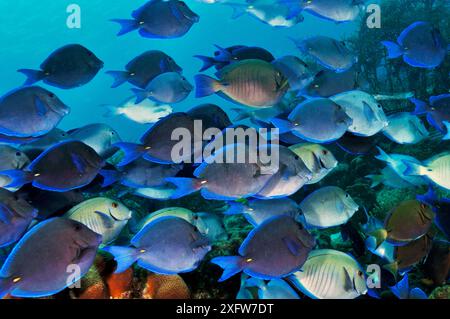 Blauzang (Acanthurus coeruleus) und Doctorfish (Acanthurus chirurgus), in der Futteraggregierung. Bonaire, Leeward Antilles, Karibik. Stockfoto