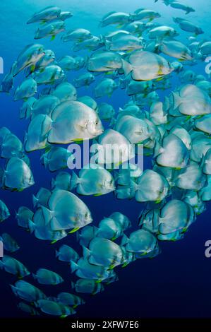 Orbicular Fledermausfische / Spadefish (Platax orbicularis), Schule Shark Reef nach Jolande, Ras Mohammed Nationalpark, Ägypten, Rotes Meer. Stockfoto