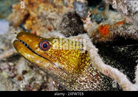 Wellige Muräne (Gymnothorax undulatus), das Schiffswrack in der Nähe von Bluff Point, Gubal I., Golf von Suez, Ägypten, Rotes Meer. Stockfoto