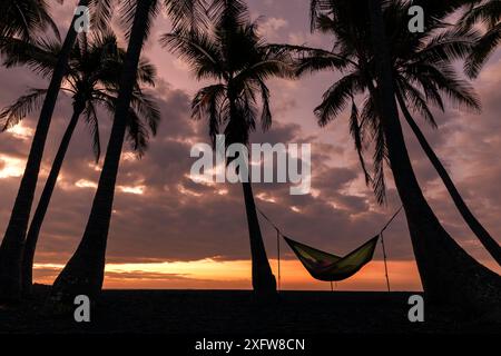 Kokospalmen (Cocos nucifera), die vor Sonnenaufgang mit einer Person in einer Hängematte im Punalu'u Beach Park auf Hawaii stehen. Dezember 2016. Stockfoto