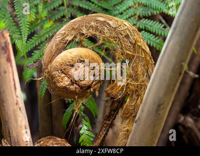 Hawaiianischer Baumfarn / Hapu'u (Cibotium glaucum) Frond Enfurling, Hawaii Volcanoes National Park, Hawaii. Dezember 2016. Stockfoto