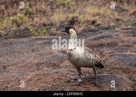 Nene (Nesochen acandvicensis), Hawaiis State Bird, Hawaii Volcanoes National Park, Hawaii. Dezember. Stockfoto