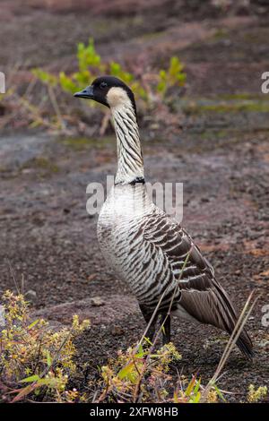 Nene (Nesochen acandvicensis), Hawaiis State Bird, Hawaii Volcanoes National Park, Hawaii. Dezember. Stockfoto