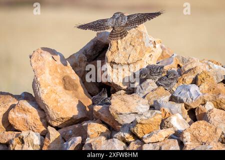 Kleine Eulen (Athene noctua) spielen, Saragossa, Spanien, Juli. Stockfoto