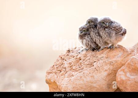 Kleine Eule (Athene noctua) drei Küken, Saragossa, Spanien, Juli. Stockfoto