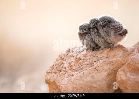 Kleine Eule (Athene noctua) drei Küken, Saragossa, Spanien, Juli. Stockfoto