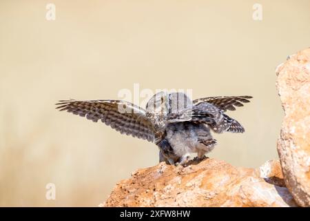 Kleine Eule (Athene noctua) Elternteil, das Küken füttert, Saragossa, Spanien Stockfoto