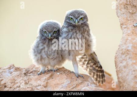 Kleine Eule (Athene noctua) Küken, die auf Eltern warten, Saragossa, Spanien Stockfoto