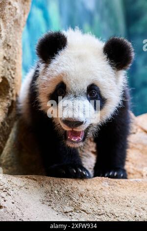 Riesenpanda (Ailuropoda melanoleuca), Yuan Meng, erster Riesenpanda, der jemals in Frankreich geboren wurde, 10 Monate alt, Gefangener im Zoo Beauval, Saint Aignan sur Cher, Frankreich Stockfoto