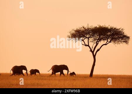 Afrikanische Elefantenfamilie (loxodonta africana) bei Sonnenaufgang in der Savanne, Masai Mara National Reserve, Kenia. Stockfoto