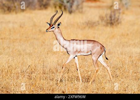 Gerenuk (Litocranius walleri) männlich, der in der Savanne im Samburu National Reserve, Kenia, spaziert. Stockfoto