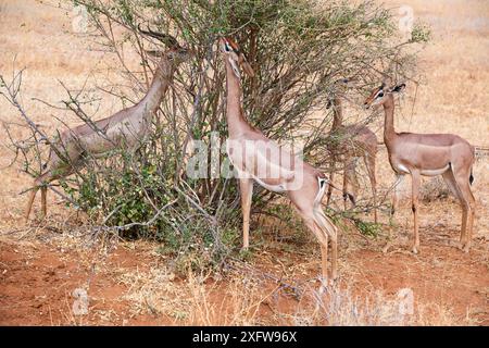 Gruppe von Gerenuk (Litocranius walleri), die Blätter fressen, Samburu National Reserve, Kenia. Stockfoto