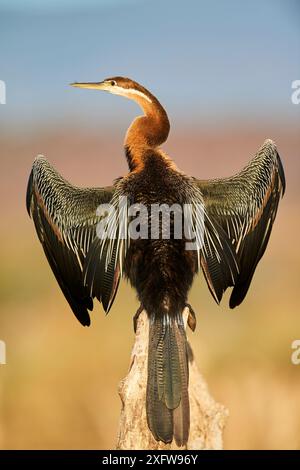 Afrikanischer Darter (Anhinga rufa) trocknet seine Flügel auf Mangrovenbäumen. Baringo Lake. Kenia. Stockfoto