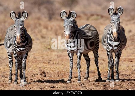 Grevy Zebrahengste (Equus grevyi) Samburu National Reserve, Kenia. Stockfoto