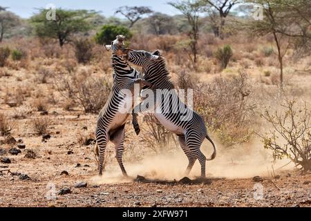 Grevy Zebra (Equus grevyi) Hengste kämpfen, Samburu National Reserve, Kenia. Stockfoto