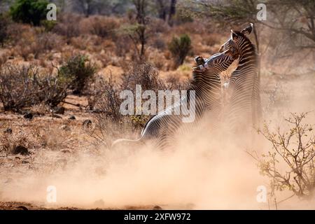 Grevy Zebra (Equus grevyi) Hengste kämpfen gegen das Samburu National Reserve, Kenia. Stockfoto