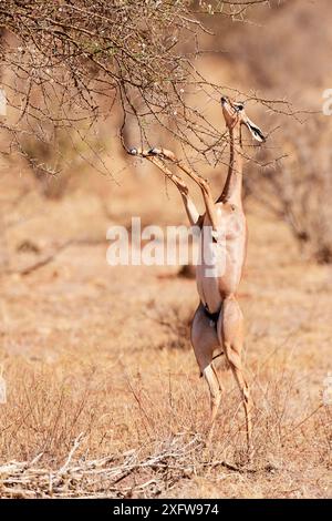 Gerenuk (Litocranius walleri) Weibchen, das auf Hintergliedmaßen steht, um sich von Blättern zu ernähren, Samburu National Reserve, Kenia. Stockfoto