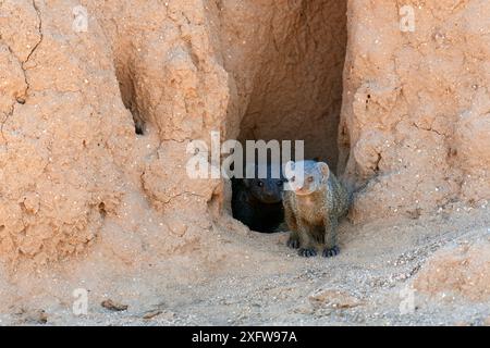 Zwergmungos (Helogale parvula), Erwachsener und Welpen, die einen Blick von einem Termitenhügel aus halten, Samburu National Reserve, Kenia. Stockfoto