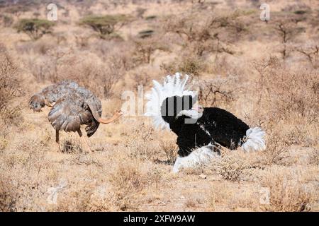 Straußenpaar (Struthio camelus) in der Balz, Samburu National Park, Kenia. Stockfoto