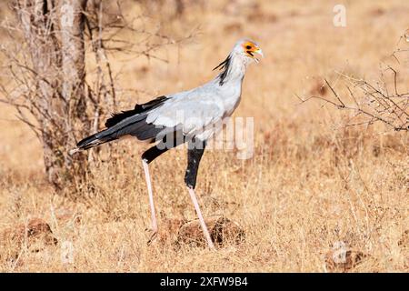 Sekretär Vogel (Sagittarius serpentarius) spazieren im Samburu Nationalpark. Kenia. Stockfoto