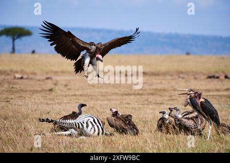 Lappet-Geier (Aepyoius / torgus tracheliotus) landen auf Zebrakaschieren mit Weißgeier (Gyps africanus) und Maraboustorch (Leptoptilos crumeniferus). Masai Mara National Reserve, Kenia. Stockfoto