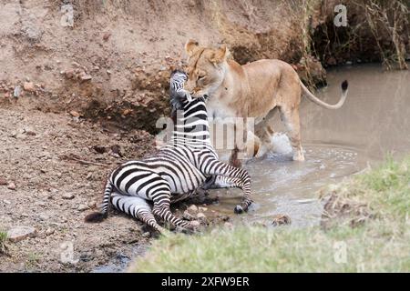 Afrikanischer Löwe (Panthera leo), Löwe tötet das normale Zebrafohlen (Equus quagga), Masai Mara National Reserve, Kenia. Stockfoto