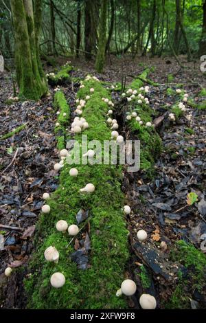 Stumpffuchkugel (Lycoperdon pyriforme) wächst auf gefallenem Baumstamm im Wald, Sussex, England, Großbritannien, September. Stockfoto