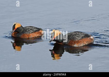 Ein Paar slawonischer (gehörnter) Greben (Podiceps auritus) schwimmt und ruft im Tandem als Teil ihrer Balz. Kolvik, Porsanger, Finmark, Norwegen Stockfoto