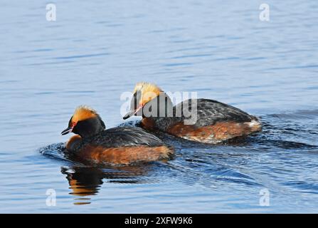 Zwei slawonische/gehörnte Greben (Podiceps auritus), die im Tandem schwimmen und als Teil ihrer Balz rufen. Kolvik, Porsanger, Finmark, Norwegen Stockfoto